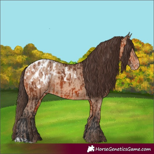 Horse Color:Bay Appaloosa  and Amber Champagne Appaloosa 