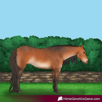 Horse Color:Bay  and Bay 