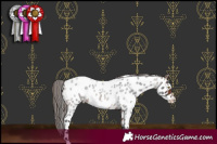 Horse Color:Bay Roan Frame Appaloosa 