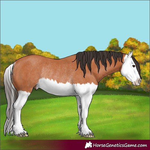Horse Color:Bay Splash Rabicano 