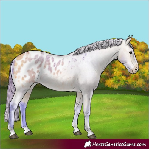Horse Color:Watercolor Buckskin Ice Tobiano Appaloosa