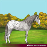 Horse Color:Grullo Roan Splash Appaloosa Rabicano