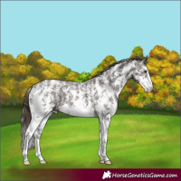 Horse Color:Liver Chestnut Ice Sabino 
