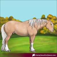 Horse Color:Silver Amber Champagne Tobiano Rabicano 