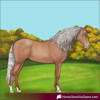 Horse Color:Silver Amber Champagne 