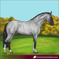 Horse Color:Blue Roan Tobiano 