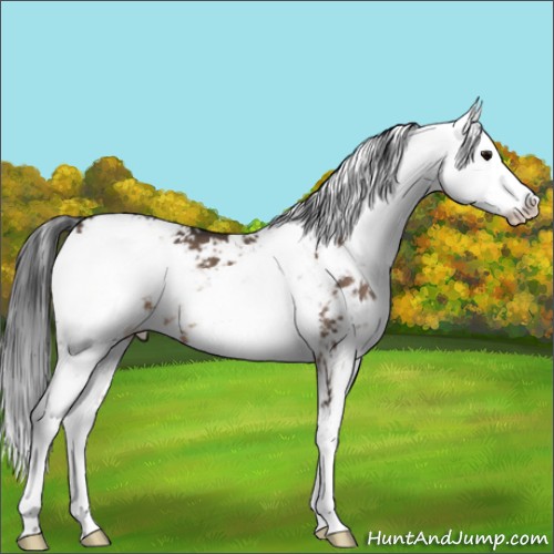 Horse Color:Brown Dun Sabino 