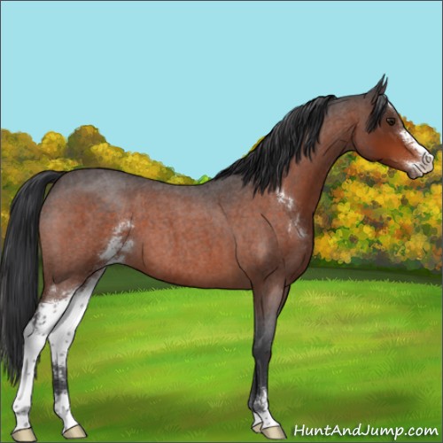 Horse Color:Brown Roan Sabino 