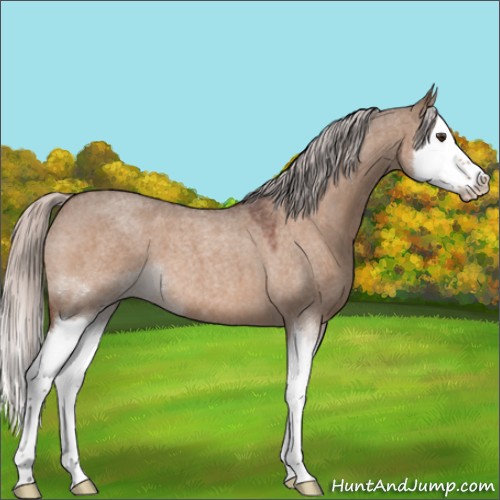 Horse Color:Silver Brown Roan Dun Splash 
