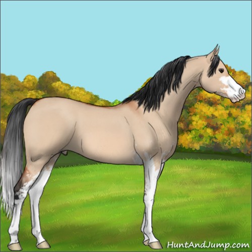 Horse Color:Brown Roan Dun Sabino 