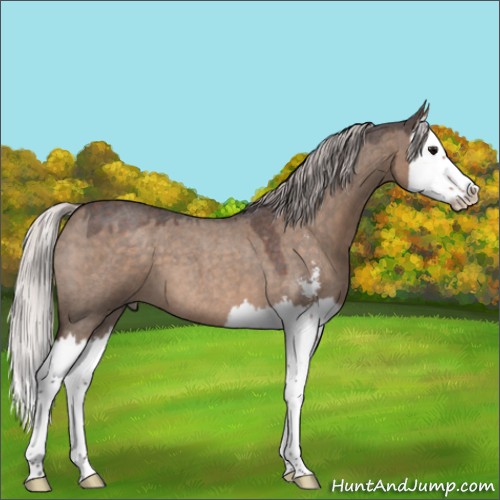 Horse Color:Silver Brown Roan Dun Sabino Splash 