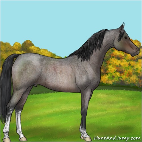 Horse Color:Brown Roan Sabino 
