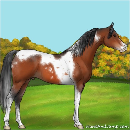 Horse Color:Brown Sabino Tobiano 
