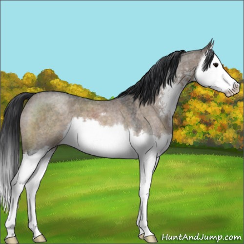 Horse Color:Brown Roan Dun Sabino Splash 
