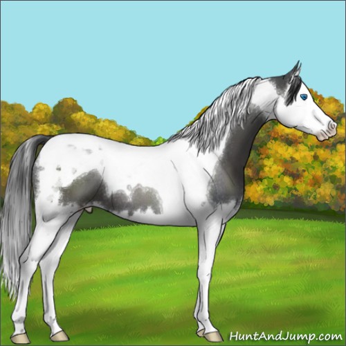 Horse Color:Blue Roan Splash Tobiano 
