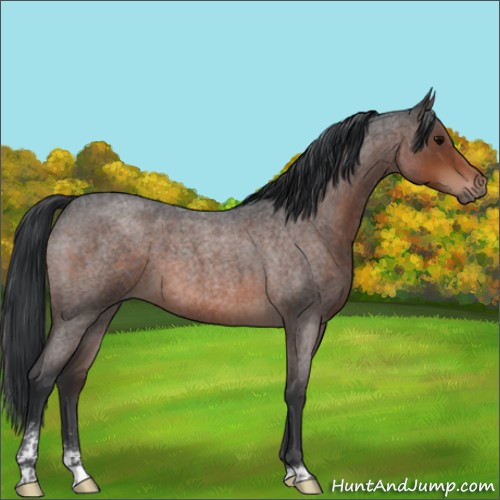 Horse Color:Brown Roan Sabino 