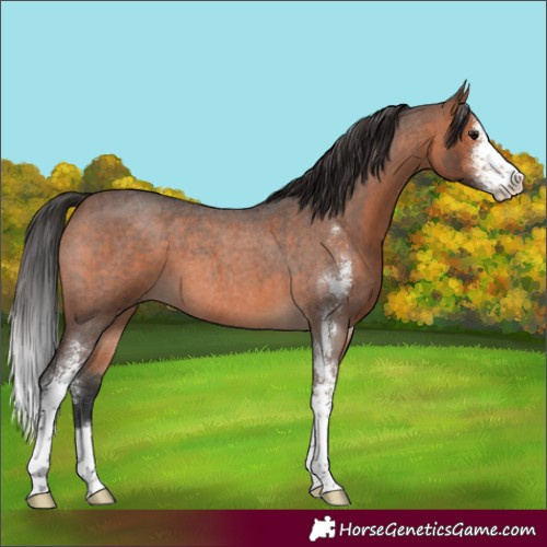 Horse Color:Brown Roan Sabino