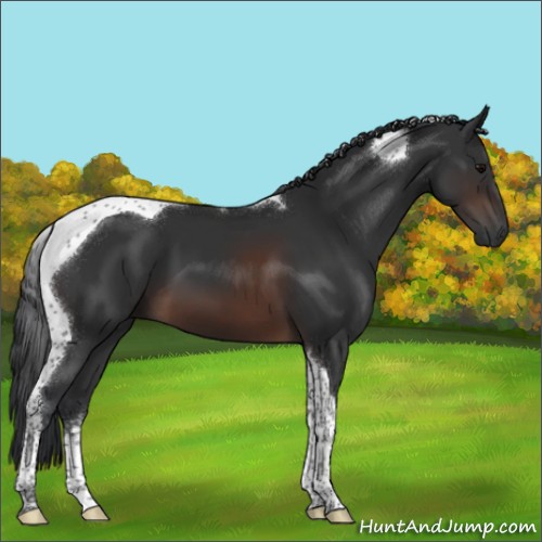 Horse Color:Brown Sabino Tobiano 
