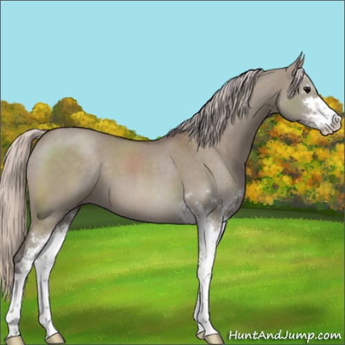 Horse Color:Silver Grullo Roan Sabino 