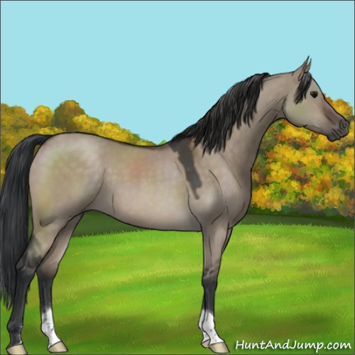 Horse Color:Brown Roan Dun 