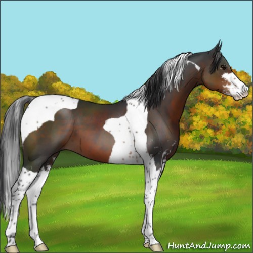 Horse Color:Brown Sabino Tobiano 