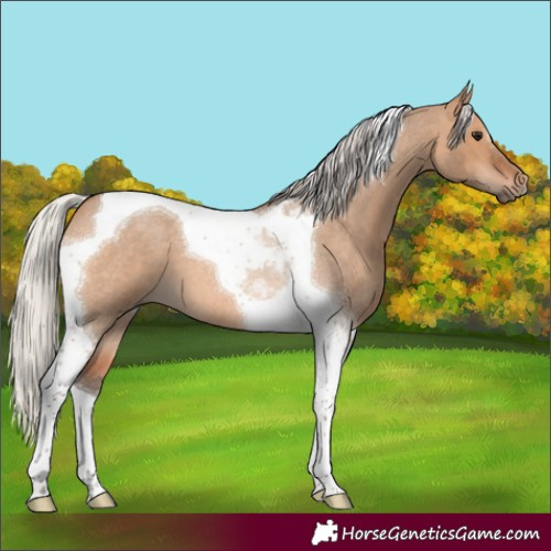 Horse Color:Silver Brown Roan Dun Tobiano