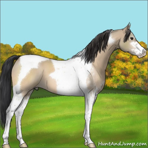 Horse Color:Brown Dun Sabino Tobiano 