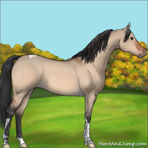 Horse Color:Brown Roan Dun Tobiano 