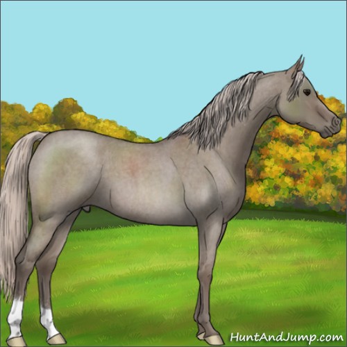 Horse Color:Silver Grullo Roan 