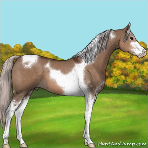 Horse Color:Silver Brown Dun Sabino Tobiano 