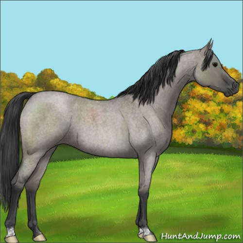 Horse Color:Grullo Roan 