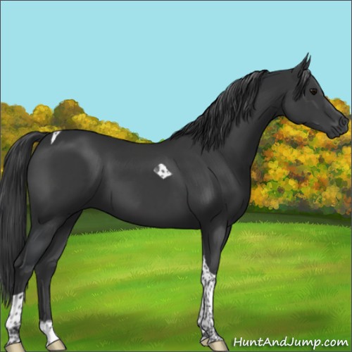 Horse Color:Black Sabino Tobiano 