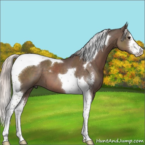 Horse Color:Silver Black Sabino Tobiano 