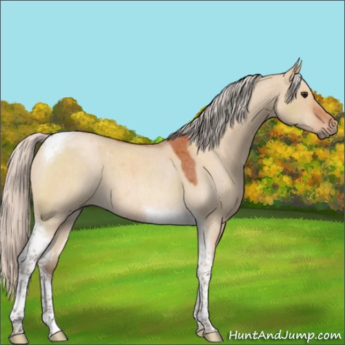 Horse Color:Silver Bay Roan Dun Tobiano 
