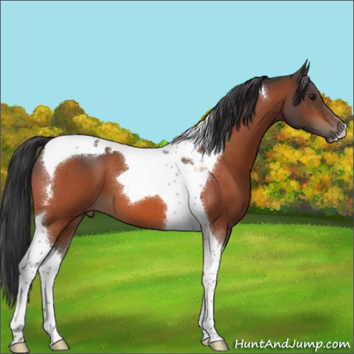 Horse Color:Brown Roan Tobiano 