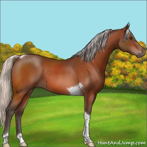 Horse Color:Silver Brown Sabino Tobiano 