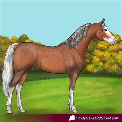 Horse Color:Silver Brown Roan Splash 