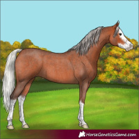 Horse Color:Silver Brown Roan Splash 