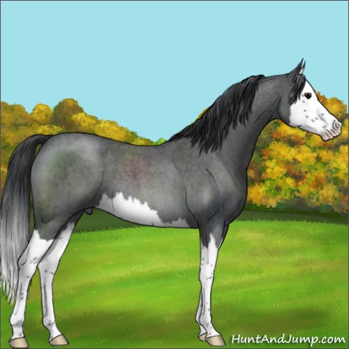 Horse Color:Blue Roan Splash 