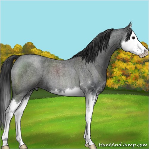 Horse Color:Blue Roan Sabino Splash 