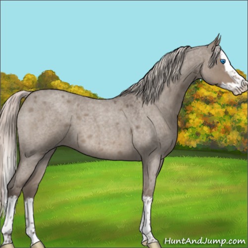 Horse Color:Silver Grullo Roan Splash 