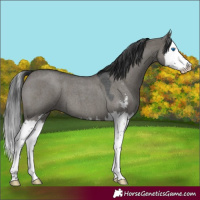 Horse Color:Grullo Roan Sabino Splash 