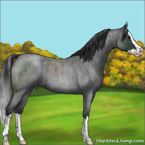 Horse Color:Blue Roan Sabino Splash 