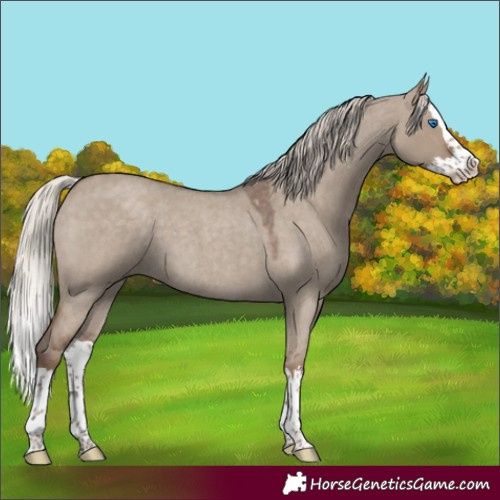 Horse Color:Silver Grullo Roan Sabino Splash 
