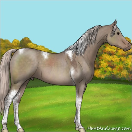 Horse Color:Silver Grullo Roan Tobiano 