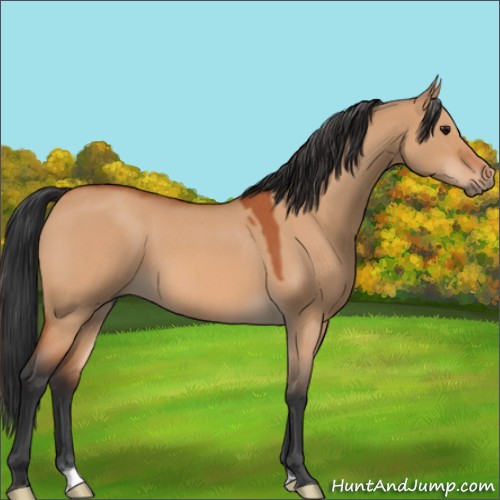 Horse Color:Bay Roan Dun 