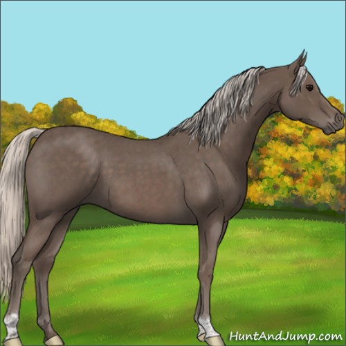 Horse Color:Silver Blue Roan 