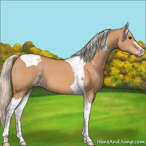 Horse Color:Silver Bay Dun Sabino Tobiano 