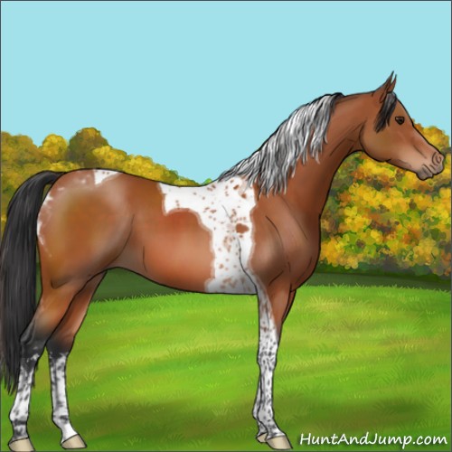Horse Color:Brown Sabino Tobiano 