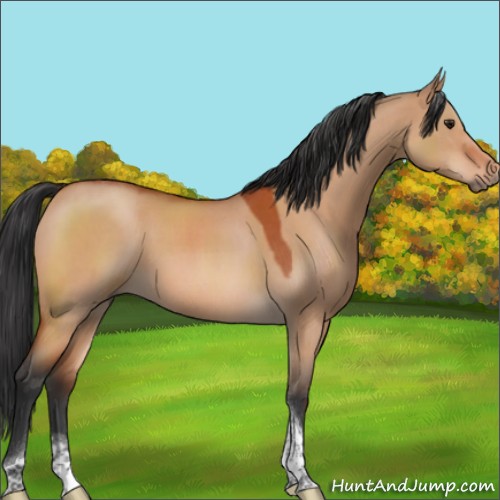 Horse Color:Brown Roan Dun Tobiano 